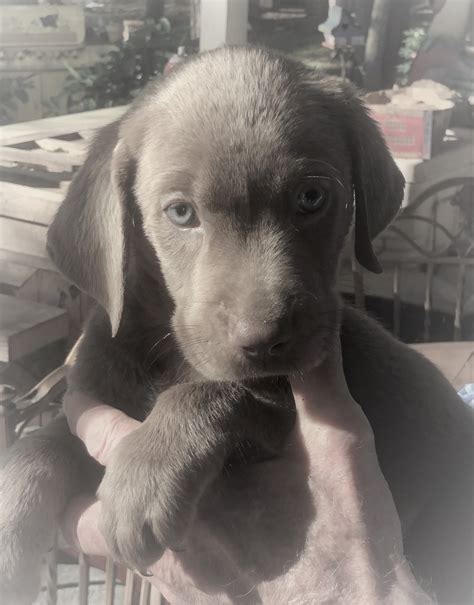 Golden retriever · pearland, tx. Labrador Retriever Puppies For Sale | Houston, TX #315009