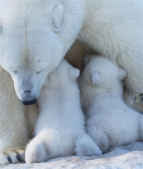 This episode, however, was extraordinary. heinrich's colleague, svein wik, said: Polar Bear Mom Feeding Twins Cub Photograph by Anton ...