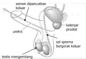 6.2 memahami tindak balas antara logam. Nota Sains Tingkatan 3: BAB 3:PEMBIAKAN