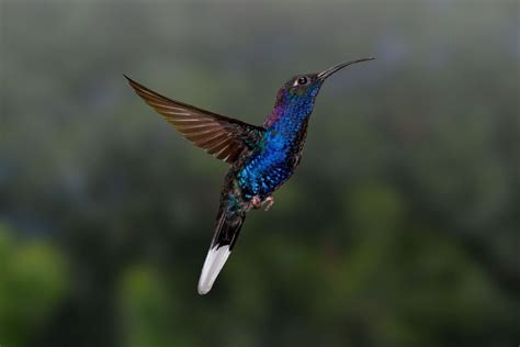 Laden sie dieses kostenlose foto zu kolibri, vogel und entdecken sie mehr als 8m professionelle stockfotos auf freepik. Kolibrie. Spiermassa maakt van kolibrie een acrobaat Dit ...