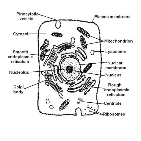 These worksheets will help your students compare and understand the differences between a plant and an animal cell. Simple Animal Cell Drawing at PaintingValley.com | Explore ...