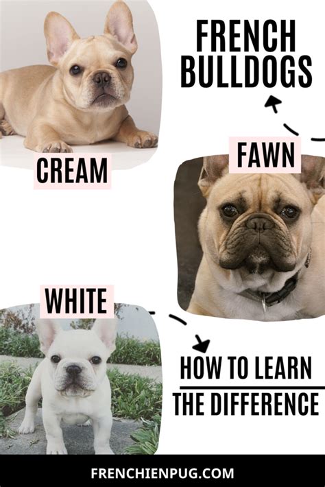 For instance, the chihuahua has an average life expectancy of 17 years, thanks to a low. Miniature French Bulldog Life Expectancy | French Bulldog