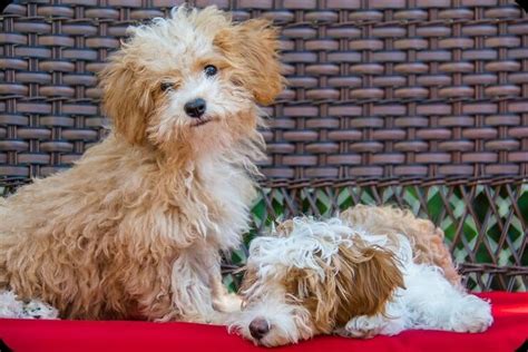 The following table will show you some of by mixing them both together, you have a recipe for a great family dog that will be intelligent, loyal. Havapoo Care Guide: Meet The Havanese Poodle Mix in 2020 | Miniature poodle mix, Dog training ...