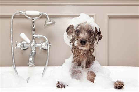 Following a warm massage and a shower, baby would fall asleep for a couple of hours. How Often Should I Give My Dog a Bath? - Arizona Pet Vet