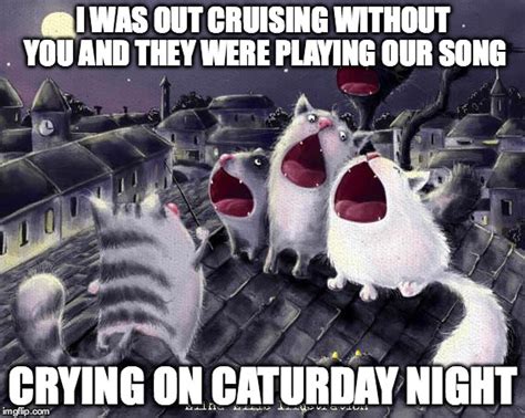 Find the newest funny saturday night meme. singing cats - Imgflip