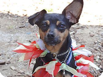 There are so many dogs and cats out there in california that need a. Santa Monica, CA - The Forgotten Dog Foundation, Miniature ...