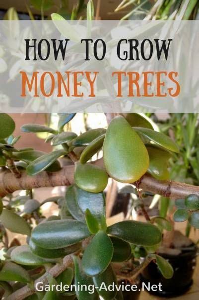 The plant should recover after a while, but you have to be careful not to give it too much water in the future. Money Tree Plant Care - How To Look After Your Jade Plant ...