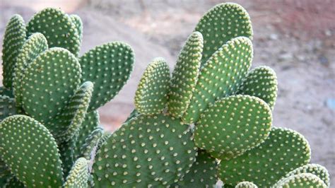 Existen otros métodos caseros para combatir los hongos en los cactus, como por ejemplo diluyendo una aspirina (ácido acetilsalicílico de 100mg). Cactus