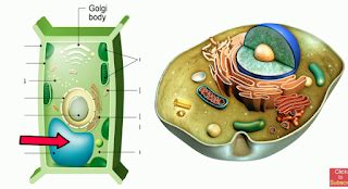 Although animal cells contain vacuoles, they do not contain large central vacuoles. Vacuoles Function in Cells | MooMooMath and Science