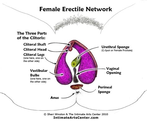 The stamen consists of the anther and a filament. The Missing Female Pleasure Parts | Intimate Arts Center