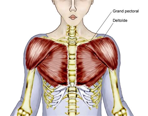 Diagram on the righthand page. Overview Of Chest Muscles