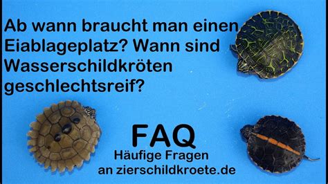 Man spricht dabei von der sogenannten „frühkastration. Ab wann braucht man einen Eiablageplatz? Wann sind ...