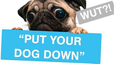 Is it up or down? r/EntitledParents - "PUT YOUR DOG DOWN!" - Reddit Stories ...