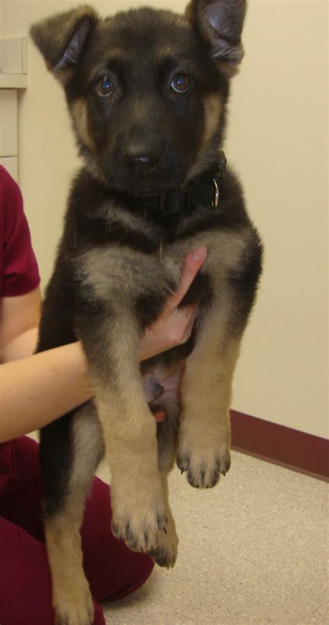 I have a german shepherd. Zeus is a 9 week old German Shepherd | Shepherd dog ...