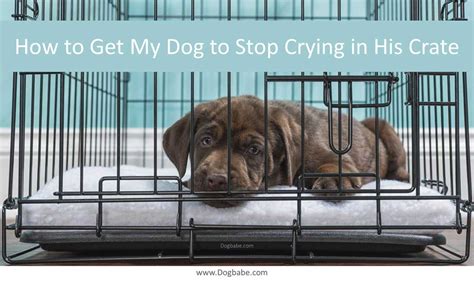 How to stop puppies crying during the day. How to Get My Dog to Stop Crying in His Crate - Dog Babe