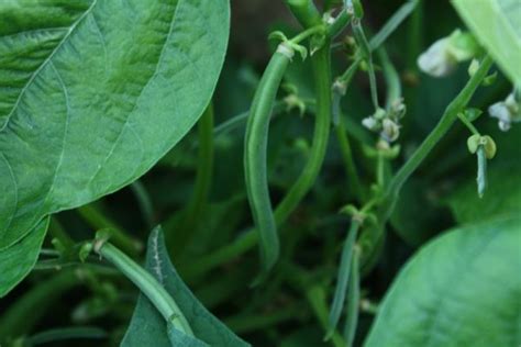 This popular green bean produces abundant yields of round, stringless this popular green bean produces abundant yields of round, stringless pods on bush type plants. Burpee Stringless - Asia Seeds