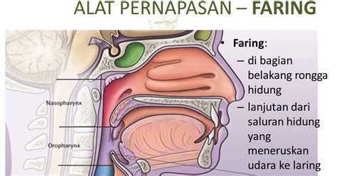 Cara Hidup Sehat Alami: Menyembuhkan Ngorok bisa ...