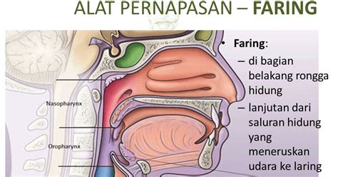 Otak anda membutuhkan asupan darah yang kaya oksigen dan nutrisi agar dapat bekerja dengan baik. Cara Hidup Sehat Alami: Menyembuhkan Ngorok bisa ...