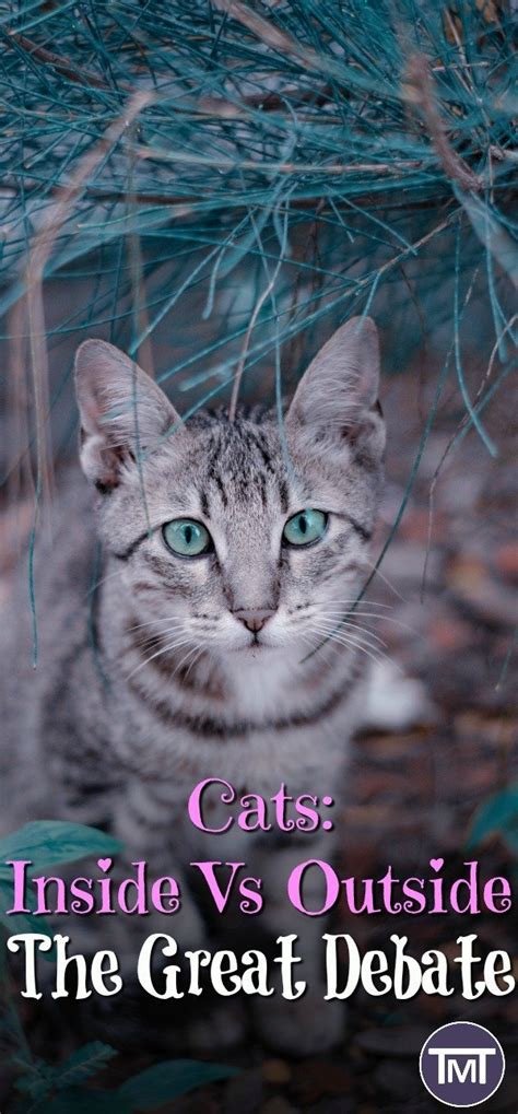 Especially the grain free canned varieties. Indoor Vs Outdoor - The Great Cat Debate - The Mummy Toolbox