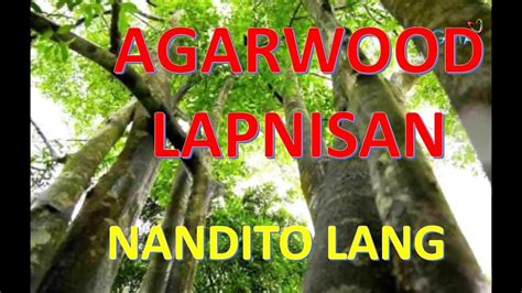 Why agarwood is so expensive | so expensive. AGARWOOD in the PHILIPPINES LAPNISAN aking NATAGPUAN ...