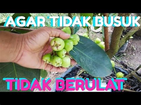 #cara_cara #tambulampot bila akar jambu kristal yang ditanam secara tambulampot dan akarnya sudah memenuhi pot, maka sudah saatnya dari pot asal bersama media tanamnya, bisa dengan mengangkat batangnya ke atas, atau dengan cara membalikanya, yang harus jadi catatan. Agar Buah Jambu Air Tidak Rontok | Seputar Buah