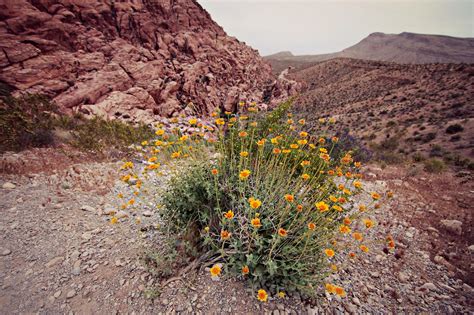 Whether you're sending fresh flowers across the miles or simply across town, with gifttree your online flower gift will be on time and beautifully arranged, ready to be displayed. yellow flowers in desert - red rocks canyon in Las vegas ...