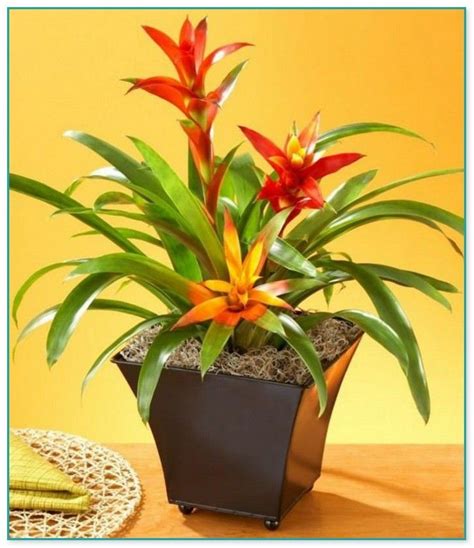 The best grow lights for indoor plants use par, ppf, and ppfd instead to gauge how light intensity is measured. Image result for indoor flowering plants | Growing plants ...