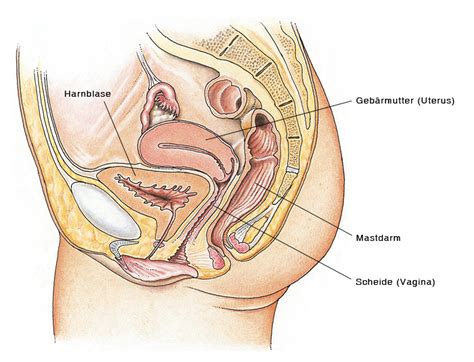 Scheide (vagina) ins becken erstrecken sich die scheide und die übrigen inneren geschlechtsorgane. Weibliche Geschlechtsorgane, Weibliche Sexualorgane, Vulva ...