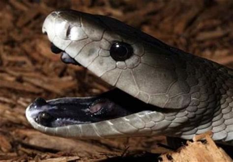 Das gift der schwarzen mamba ist jedoch deutlich tödlicher als das der klapperschlange. Black mamba | Schwarze mamba, Haustier schlange, Giftige ...