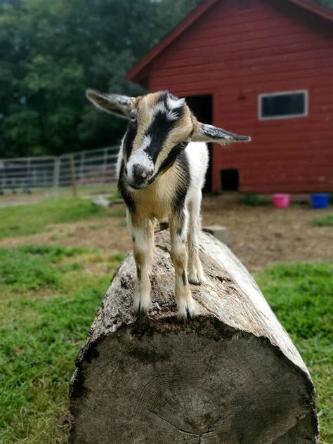 The farm can be reached at. Mobile Petting Zoo Services - FIREFLY FIELDS