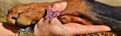 What not to cut when clipping your dog's nails when you're clipping your dog's nails on your own, it's super important to avoid cutting the quick — aka the nail's blood supply, which is basically a small vein that runs vertically through the nail. Dog Nails, the Importance and How to Cut | Official Golden ...