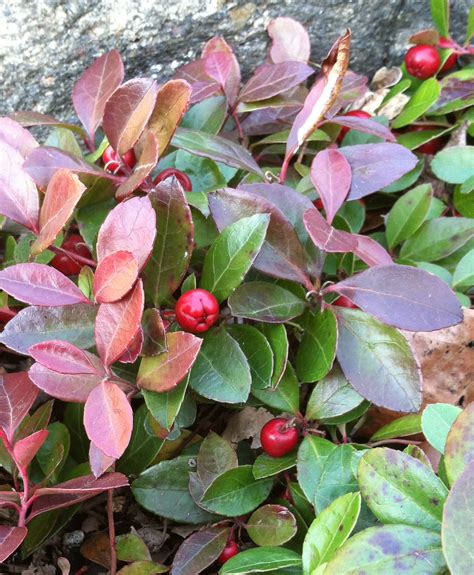 Maybe you would like to learn more about one of these? » Wintergreen (Gaultheria procumbens) | NYBG