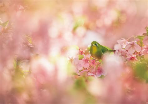 Film dewasa sexxxxyyyy video bokeh full 2018 mp4 china dan japan video dewasa film barat. How I Nailed the Shot: A Tiny Green Bird Among Beautiful ...