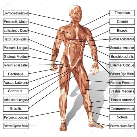 It is the first anatomy textbook available only in ebook format. Download - Man with muscles and text — Stock Image (With ...