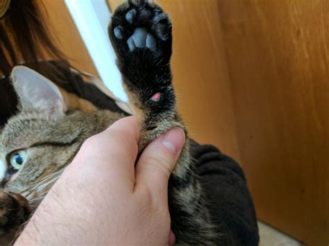 What breed does my cat look like? Medical Advice Wanted: Cut/abrasion on cat's Carpal pad : cats