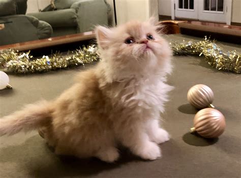 He is pedigree registered kitten. Persian Cats For Sale | Oklahoma City, OK #166309