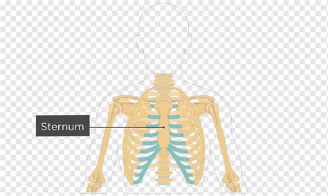 How to draw human spine and rib cage diagram. Diagram Rib Cage With Organs - Rib Cage Lungs Heart Liver ...