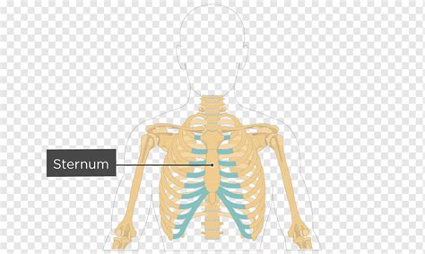 In most tetrapods, ribs surround the chest, enabling the lungs to expand and thus facilitate breathing by expanding the chest cavity. Diagram Rib Cage With Organs - Rib Cage Lungs Heart Liver ...