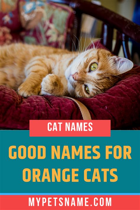 We've rounded up 74 orange boy cat names that could be a perfect fit for the kitty in your life. Good Names For Orange Cats in 2020 | Boy cat names, Cool ...