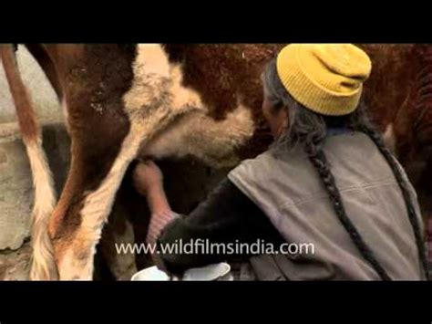 Looking for farmin britt asmr stickers? Woman milking cow in Ladakh - YouTube