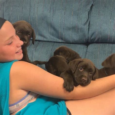 Our puppies that we have produced over the years have served in many roles ranging from work as a search and rescue dogs to being trained and working as as part of our philosophy we believe that a sound labrador breeding program should raise labradors in all three american kennel club colors. https://ift.tt/2ZPg2ns have one English chocolate female ...