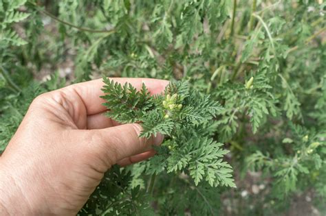 Ragweed is everywhere in our environment. Ragweed wäre einfach zu dezimieren - Blick ins Land