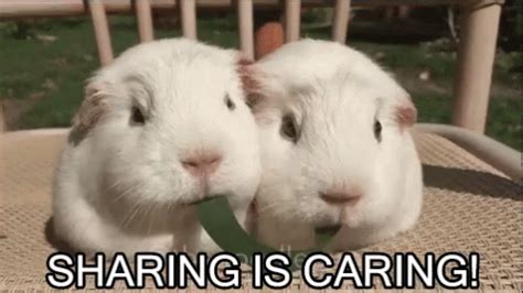 Sharing is caring is a common phrase but had a big meaning that when we share something with someone else it is equal to caring him. Sharing Is Caring GIFs | Tenor