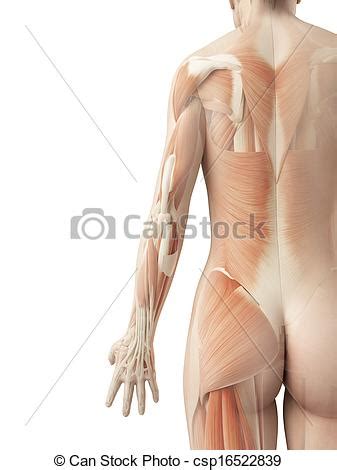 The deep back muscles lie immediately adjacent to the vertebral column and ribs. A female?s back muscles. 3d illustration of the female?s ...
