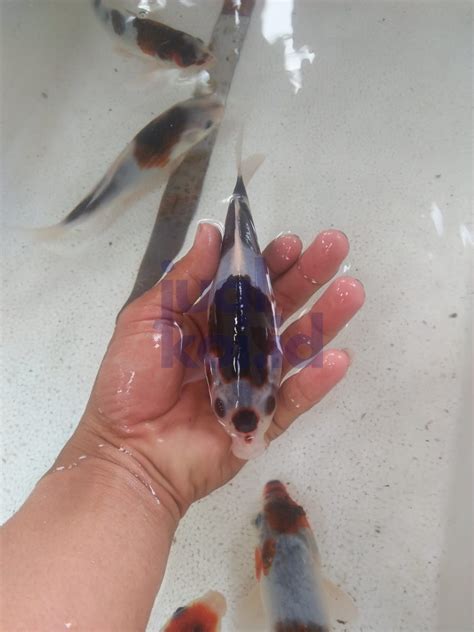 Arti mimpi menangkap ikan koi. jual ikan koi137 | Jual Ikan Koi Kualitas Juara. Harga ...