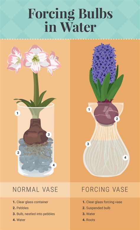 Maybe you would like to learn more about one of these? forcing-bulbs-in-water | Plants, Bulb flowers, Growing ...