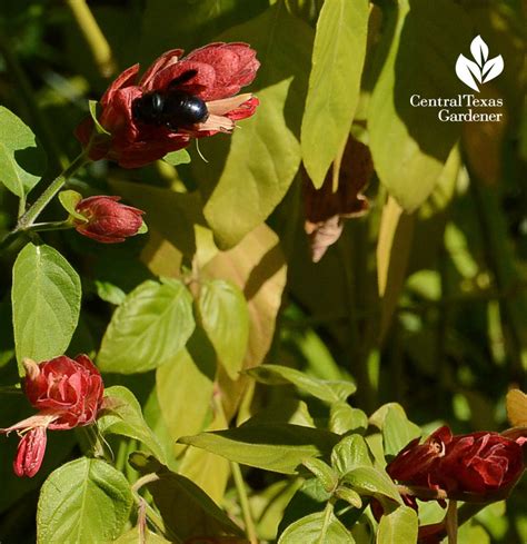 Like most plants that are native/naturalized to texas but not colorado, i wasn't a fan at the beginning. Floral Food | Central Texas Gardener