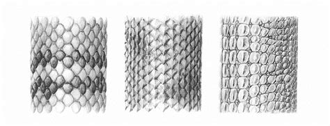 When we ask students to depict the water in a drawing, the. How to Draw Scales