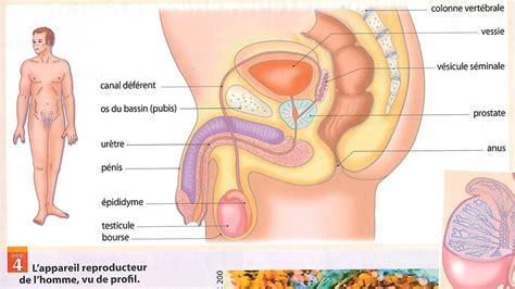 Certains hommes n'ont d'autre préoccupation que de rencontrer le plus de femmes possible dans le minimum de temps. Comment trouver le point h chez l homme