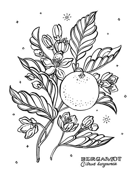 Botany coloring pages are a fun way for kids of all ages to develop creativity, focus, motor skills and color recognition. Botanical Coloring Book Pages on Behance